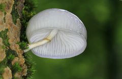 Weisser am baumwachsender Pilz