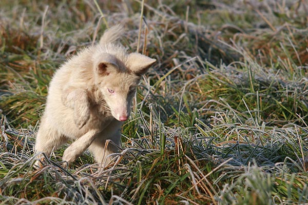 Weisser auf Jagd