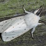 Weisser Bärenspinner, Breitflügeliger Fleckleibbär (Spilosoma lubricipeda) - Ecaille tigrée.