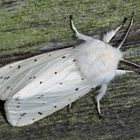 Weisser Bärenspinner, Breitflügeliger Fleckleibbär (Spilosoma lubricipeda) - Ecaille tigrée.