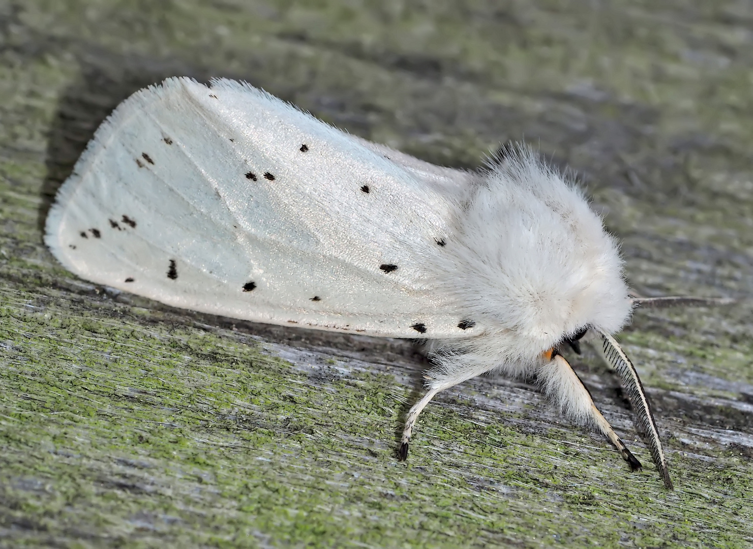 Weisser Bärenspinner (Spilosoma lubricipeda).  - L'Ecaille tigrée. 