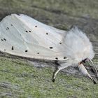 Weisser Bärenspinner (Spilosoma lubricipeda).  - L'Ecaille tigrée. 