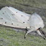 Weisser Bärenspinner (Spilosoma lubricipeda).  - L'Ecaille tigrée. 