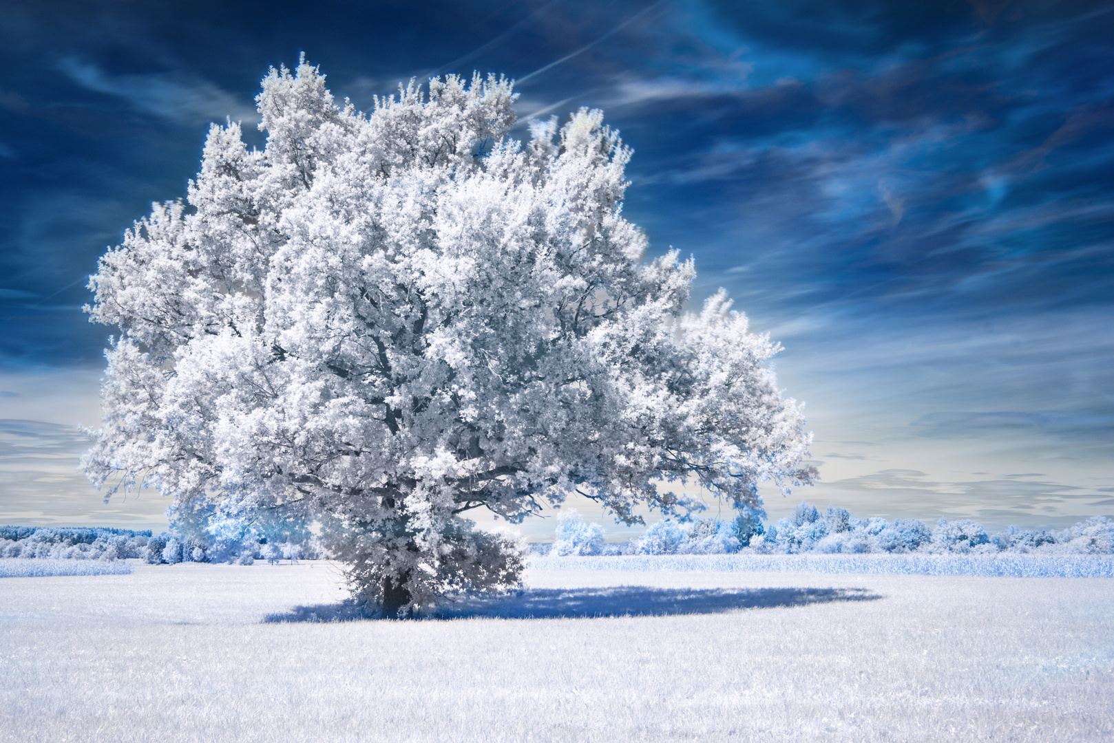 weißer Baum