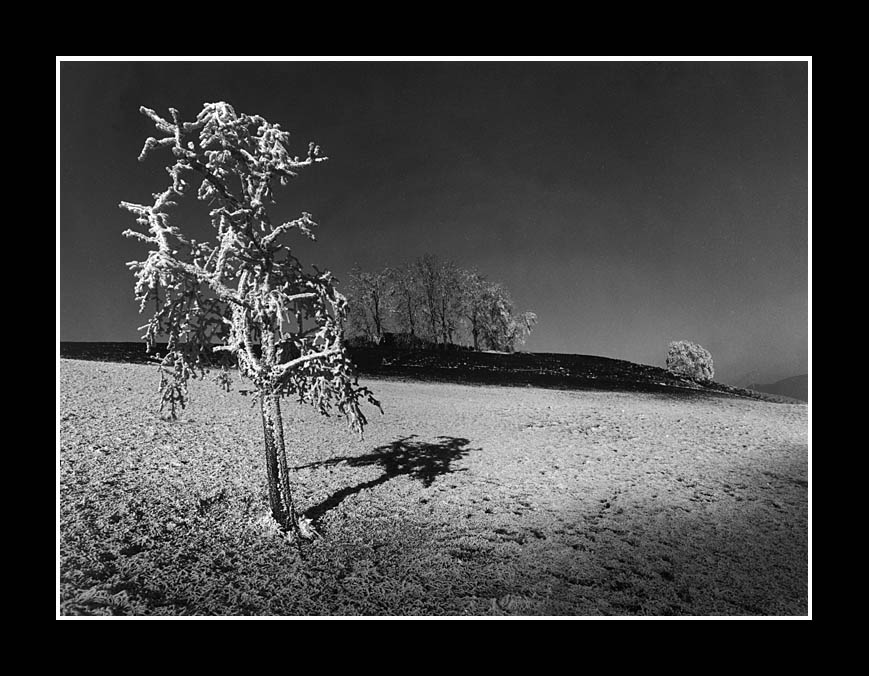 weisser baum