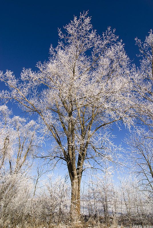 weißer Baum