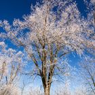 weißer Baum