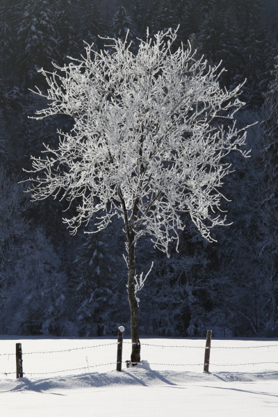 weißer Baum