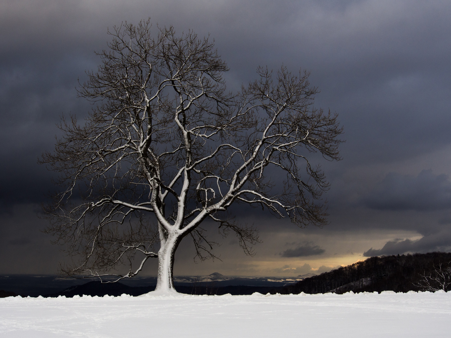 weißer baum!