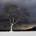 weißer baum!