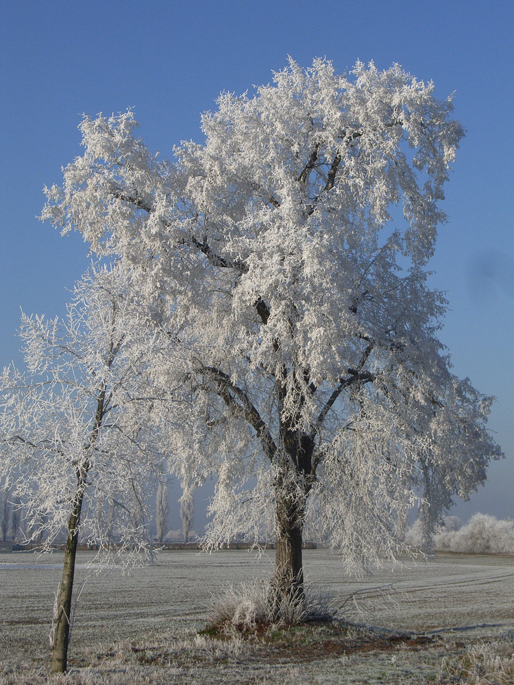 weißer Baum