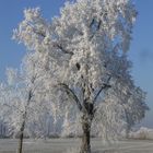 weißer Baum