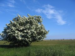 Weisser Baum auf Hiddensee