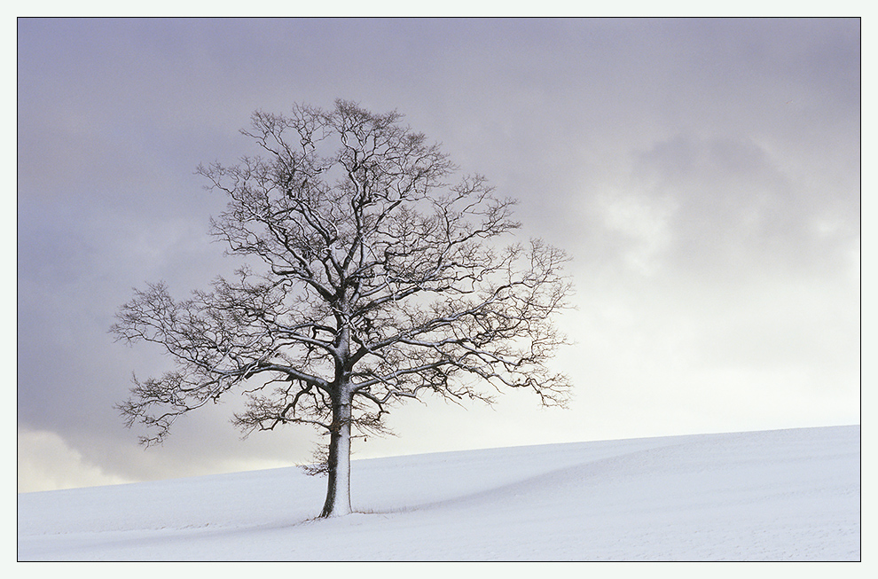 Weißer Baum auf weißem Grund