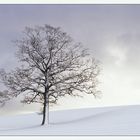 Weißer Baum auf weißem Grund