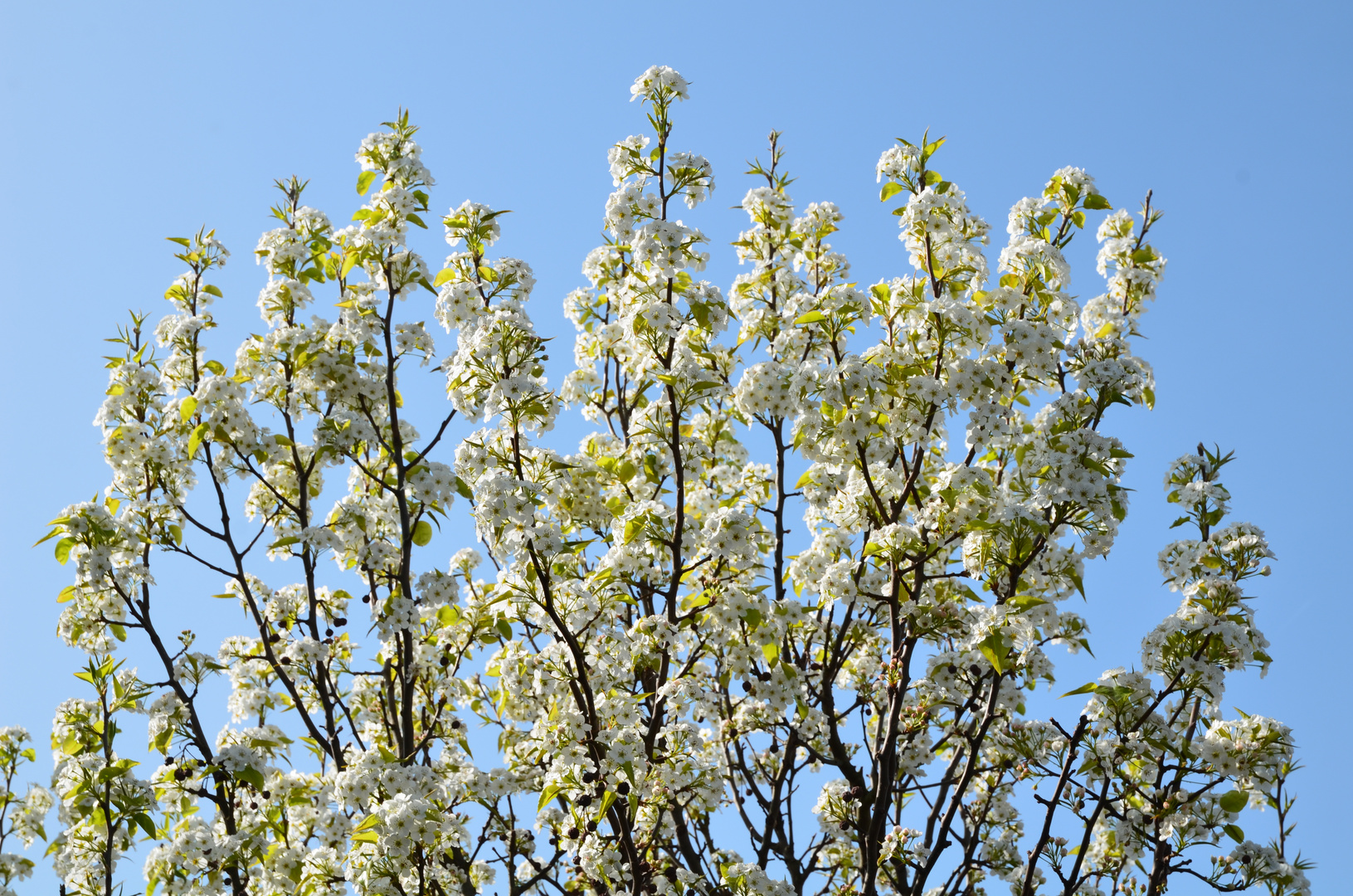 Weißer Baum, Blumen blühen gegen einen leuchtend blauen Himmel.