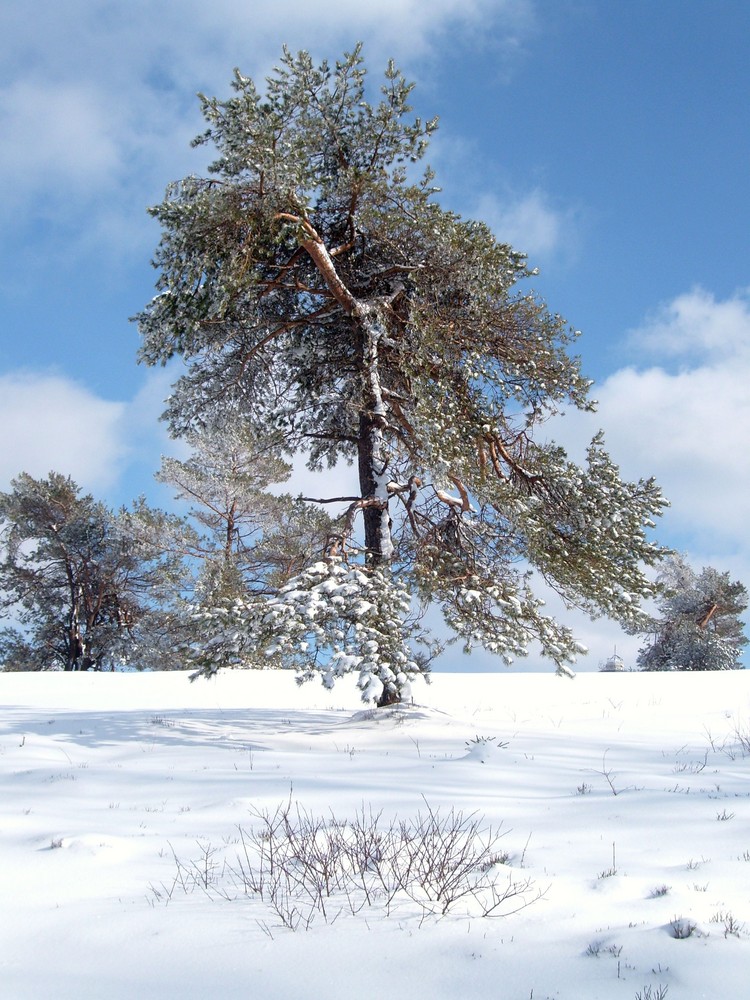 weißer baum