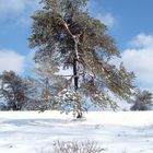 weißer baum