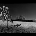 weisser baum zum zweiten