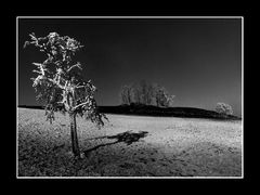 weisser baum zum zweiten