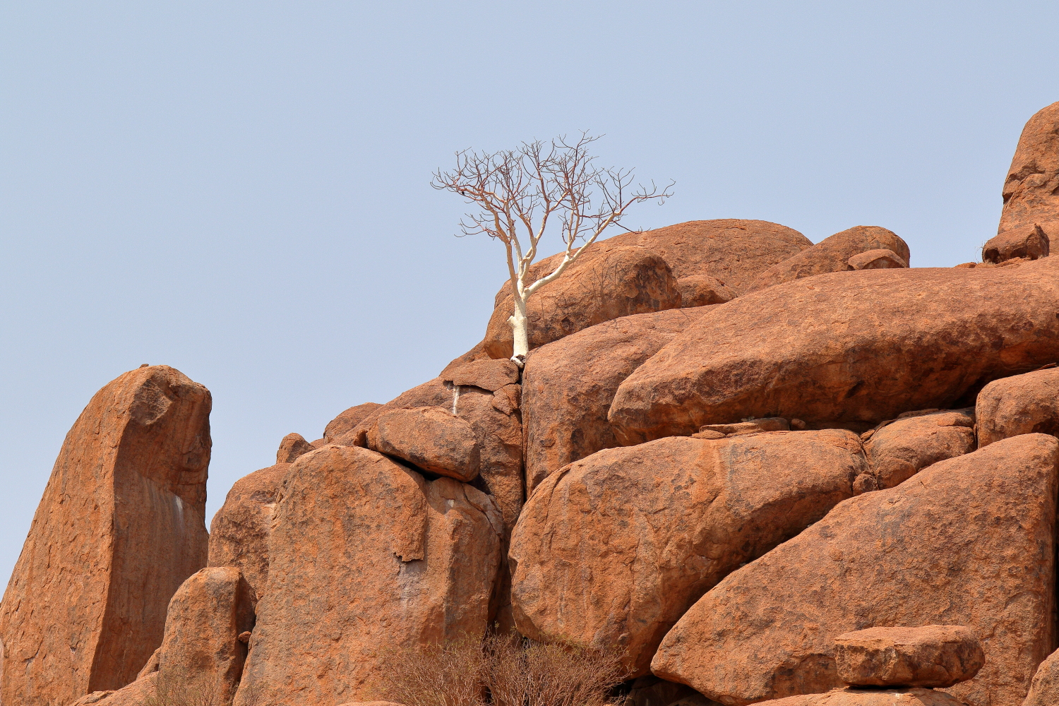 Weißer Baum zwischen Felsen