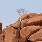 Weißer Baum zwischen Felsen