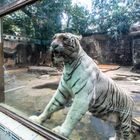 Weißer Bengal-Tiger im Zoo von Ho-Chi-Minh Vietnam