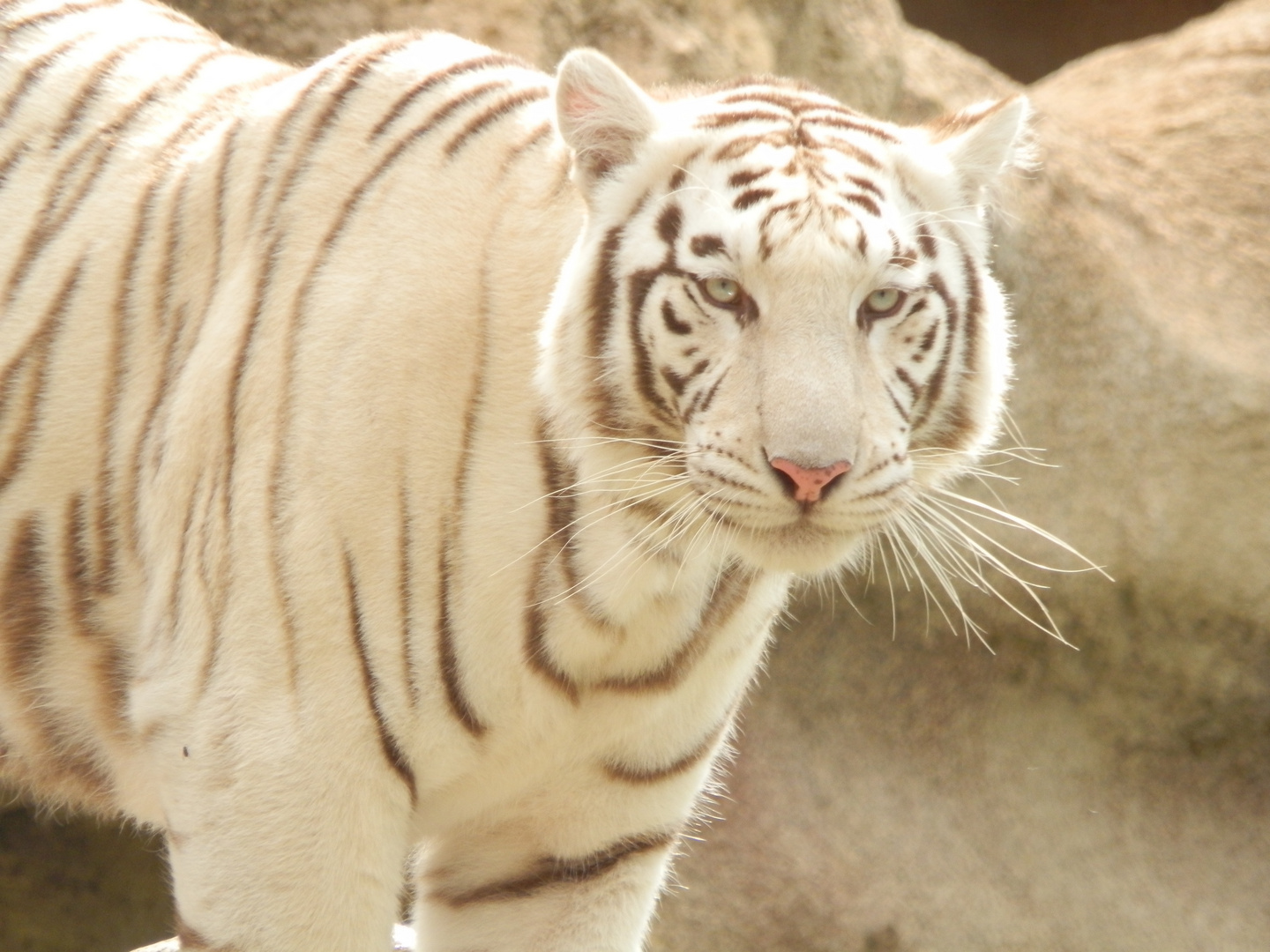 Weißer Bengalischer Tiger