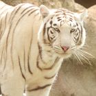 Weißer Bengalischer Tiger