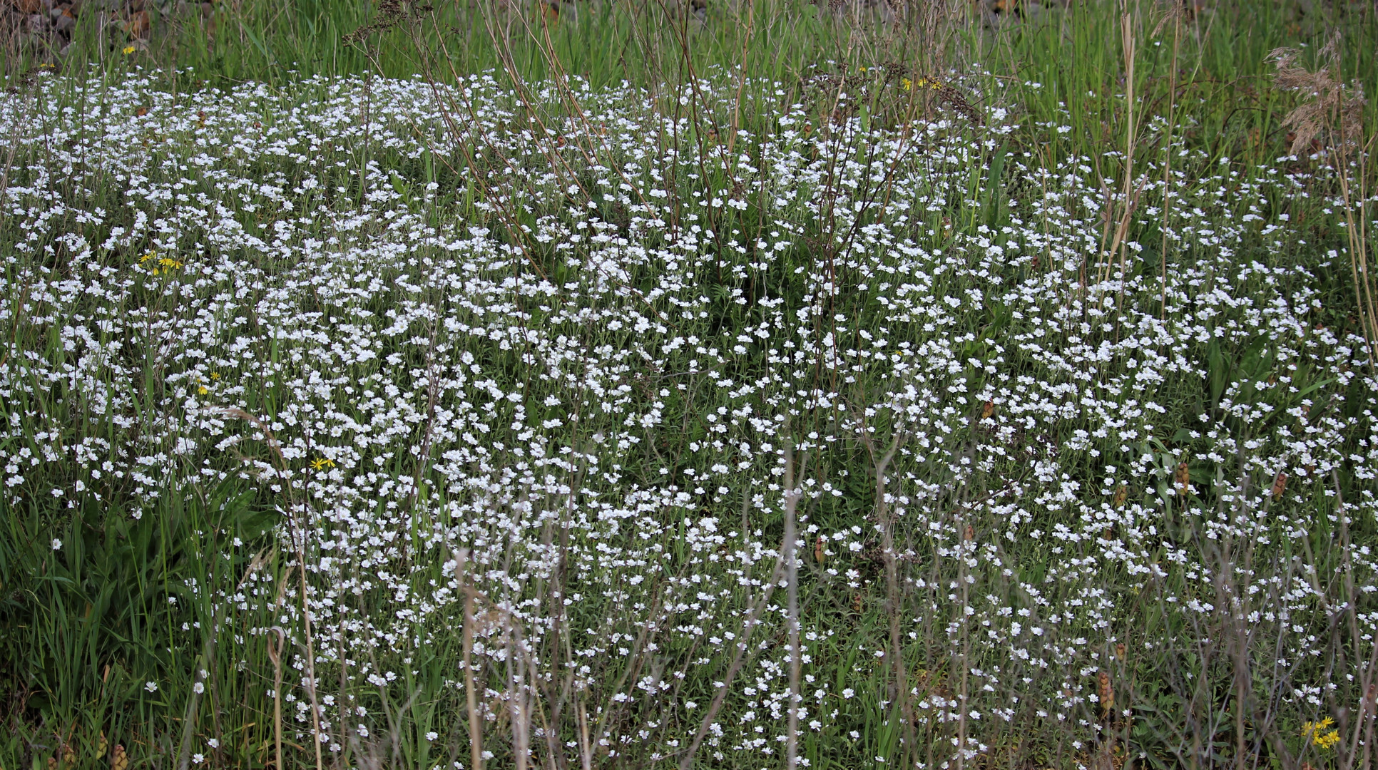 Weißer Blütenteppich