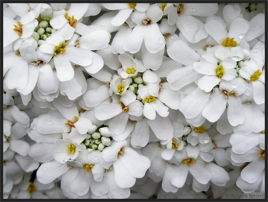Weißer Blütenteppich...