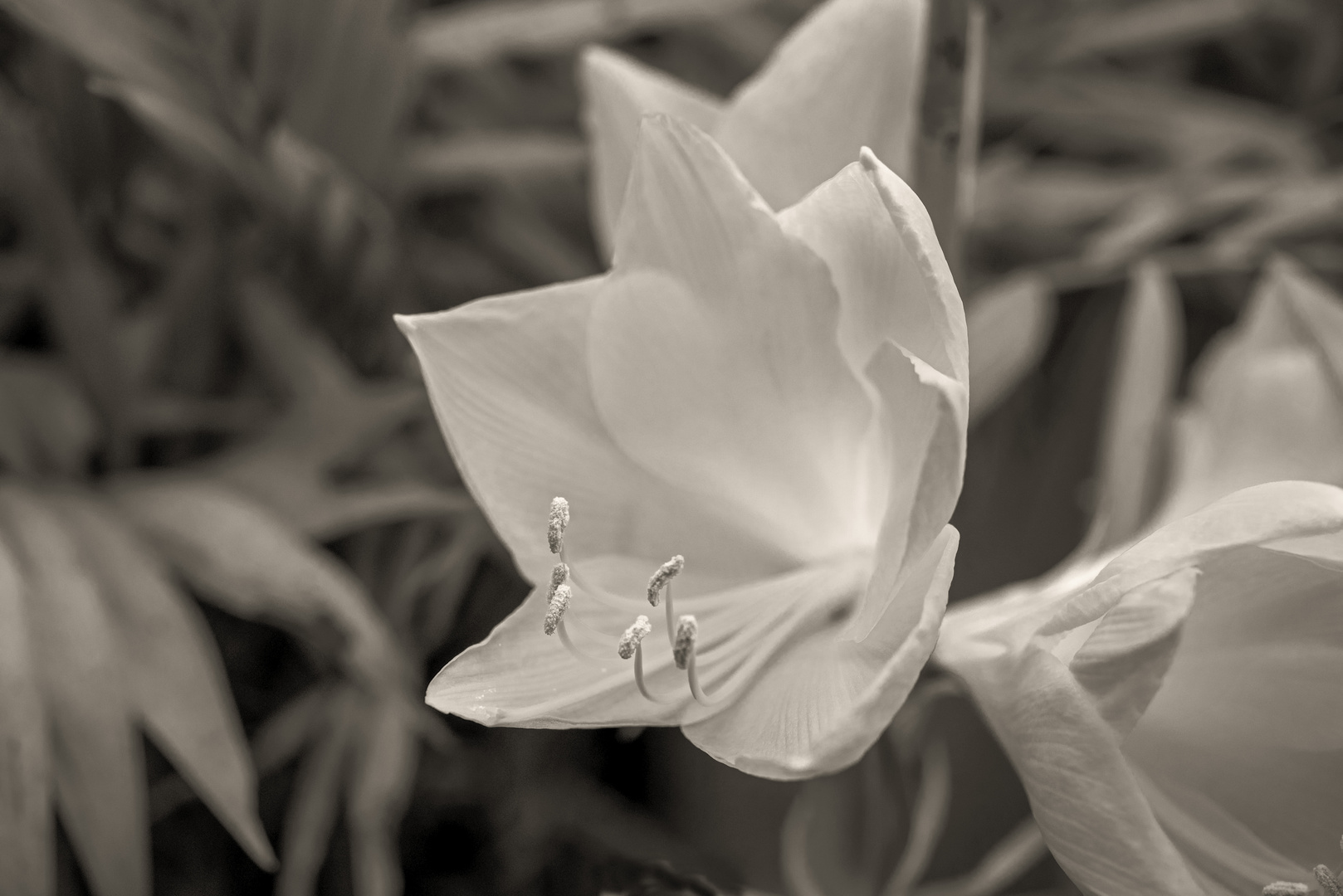 Weisser Blütentraum