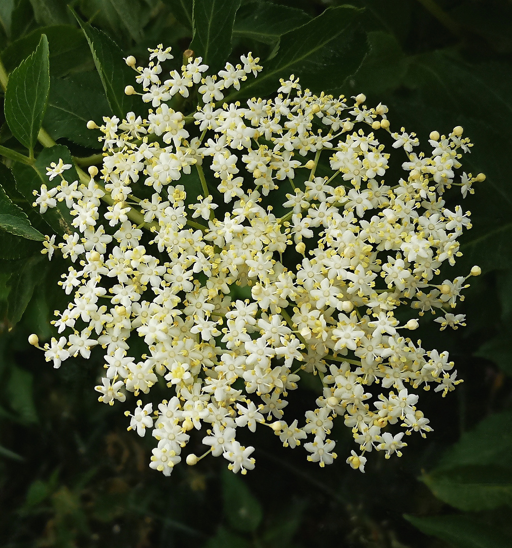 Weißer Blütenzauber