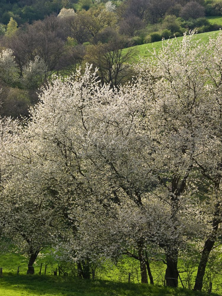 weißer Blütenzauber