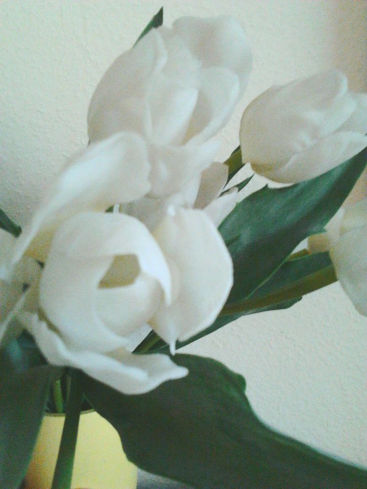 Weißer Blütenzauber von clärchen1 