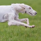 weißer Borzoi