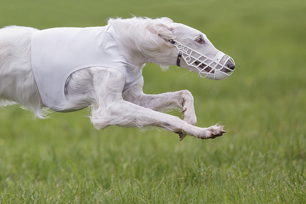 weißer Borzoi