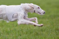 weißer Borzoi