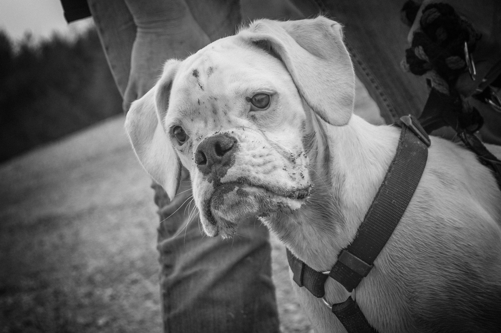 Weißer Boxer Portrait