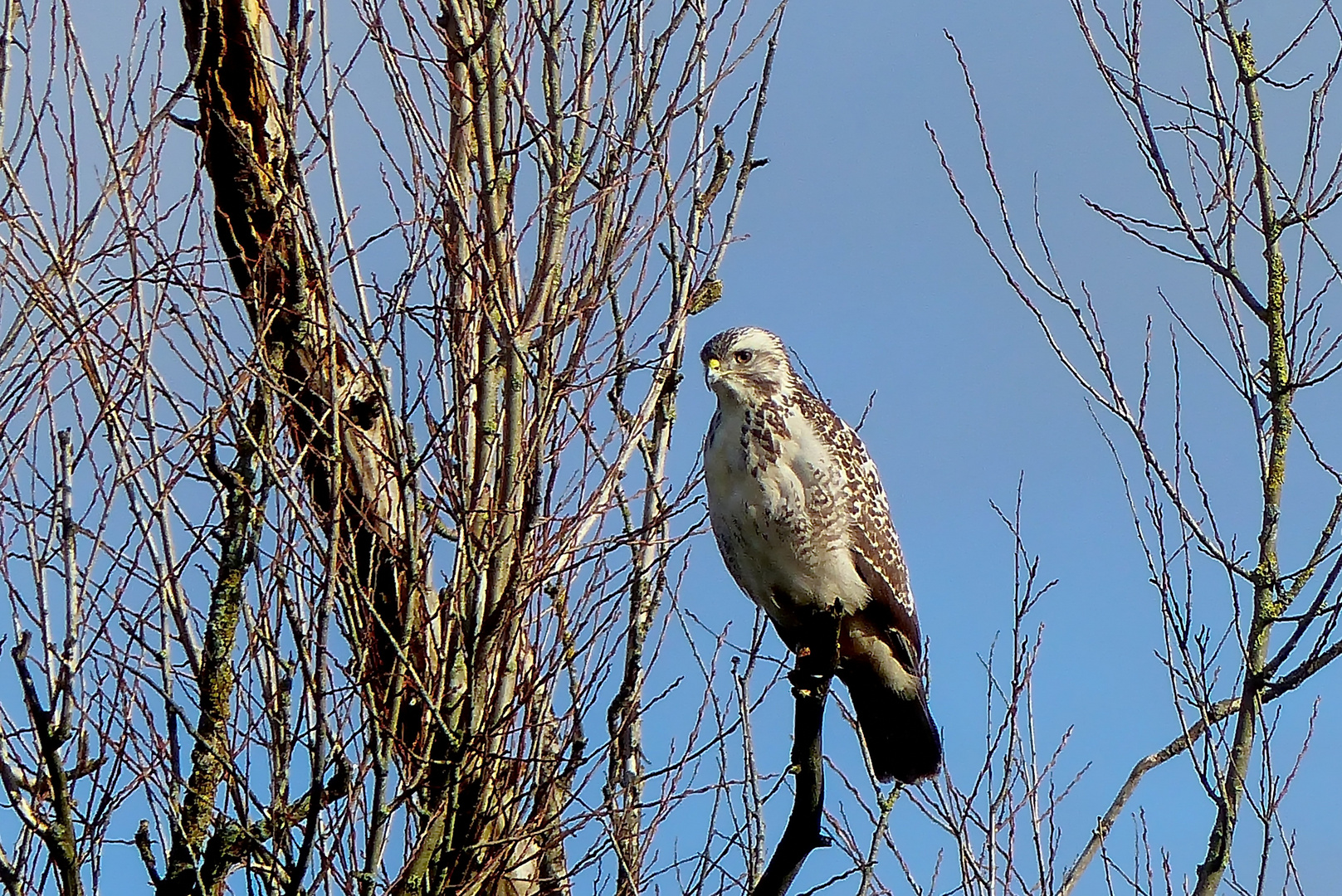   Weißer Bussard 1