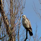   Weißer Bussard 1