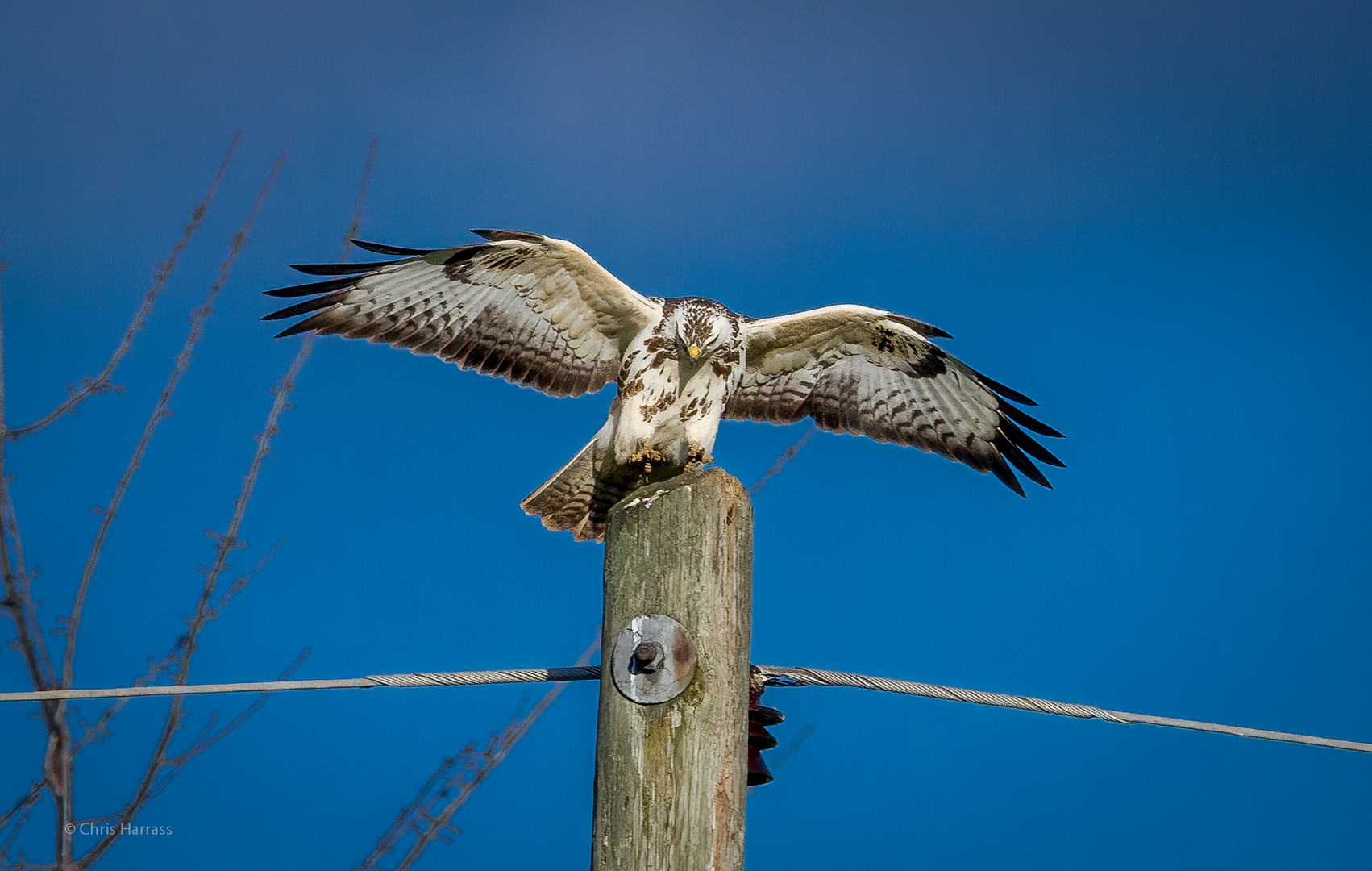 Weißer Bussard