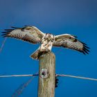 Weißer Bussard