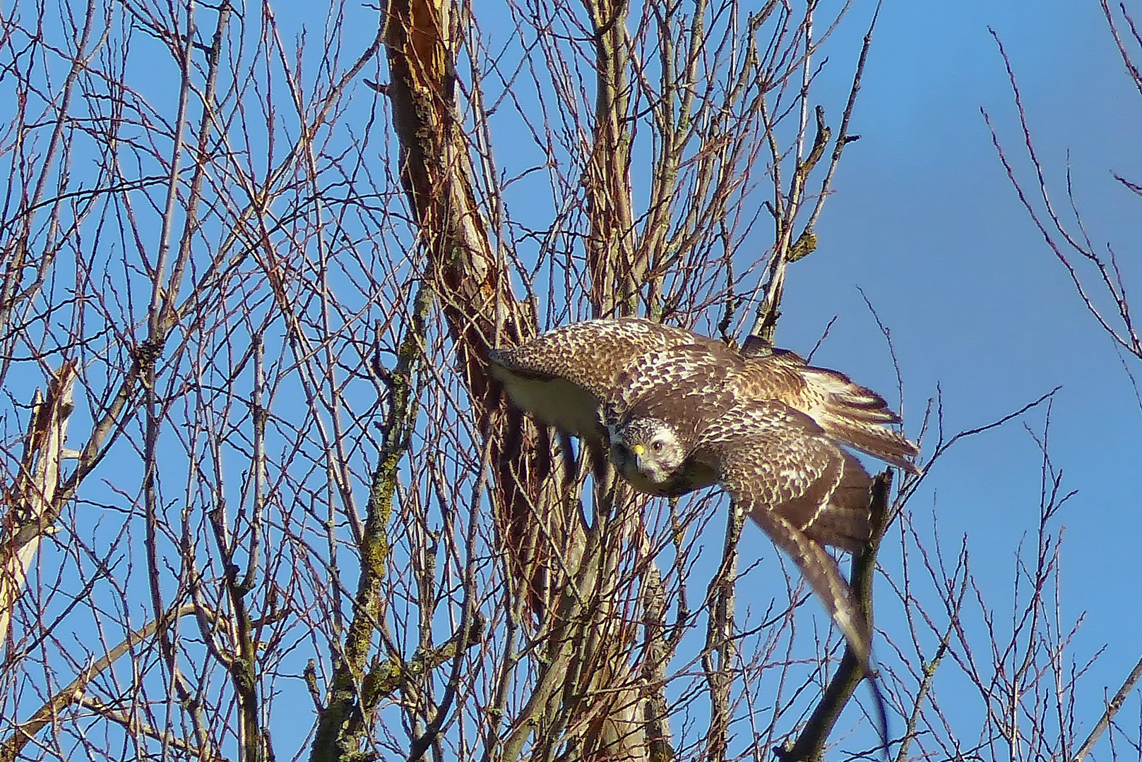   Weißer Bussard 2