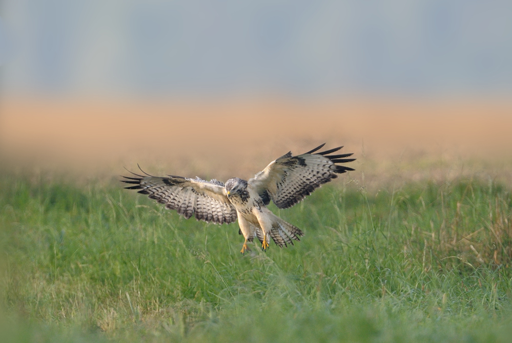 Weißer Bussard