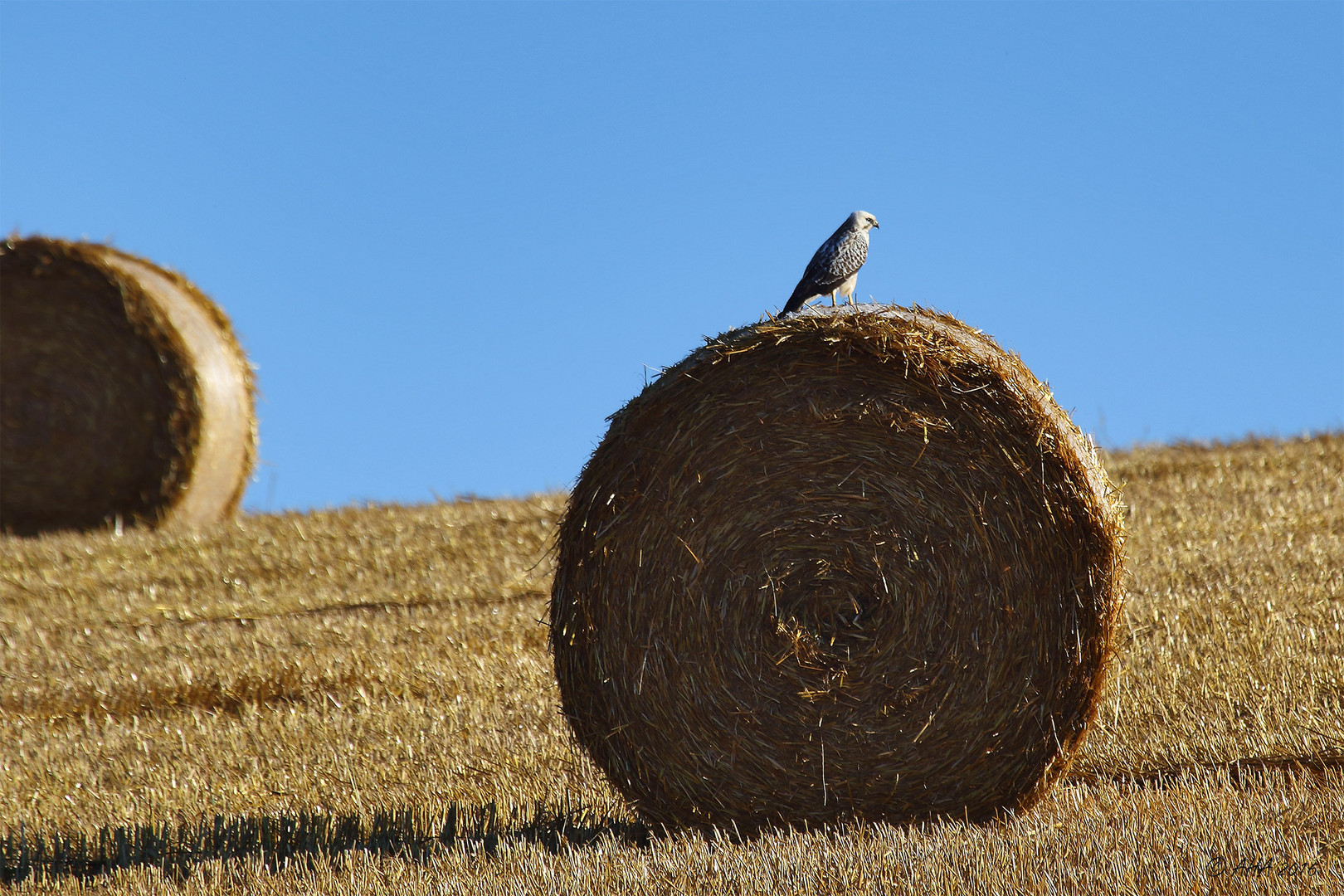 Weisser Bussard