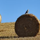 Weisser Bussard