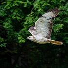 Weißer Bussard im Flug ...