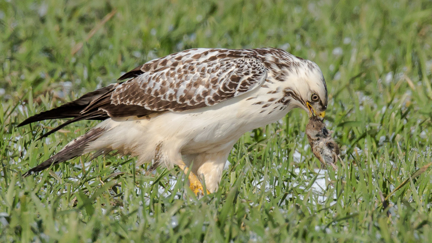 weißer Bussard mit Maus