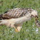 weißer Bussard mit Maus